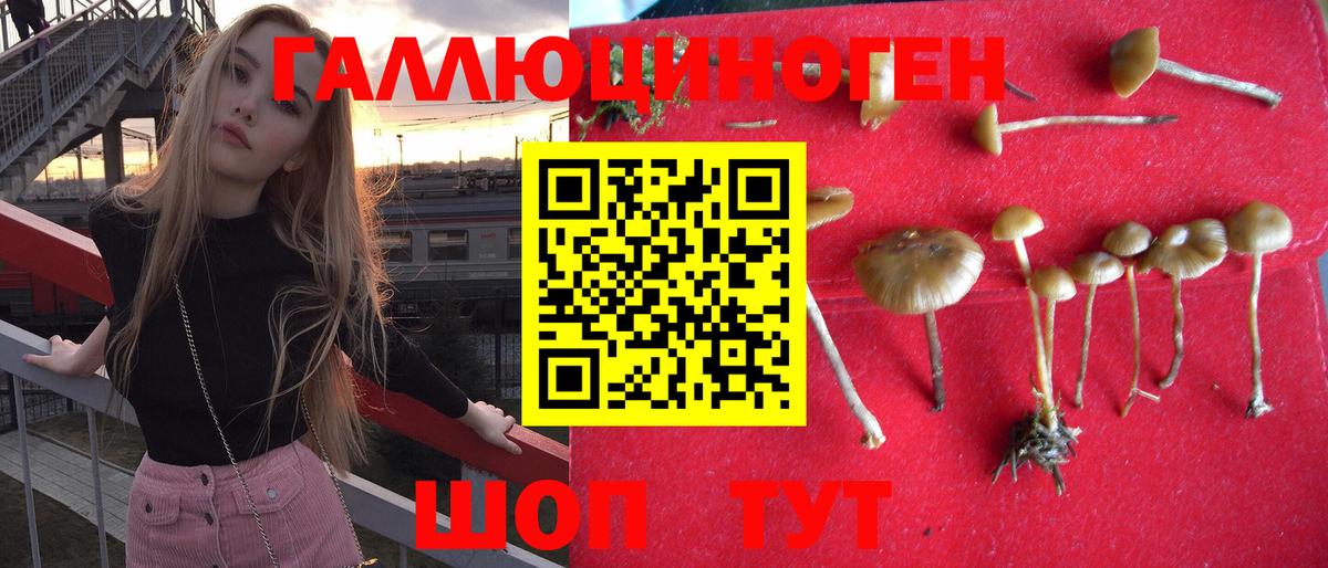 Галлюциногенные грибы Psilocybe Гай